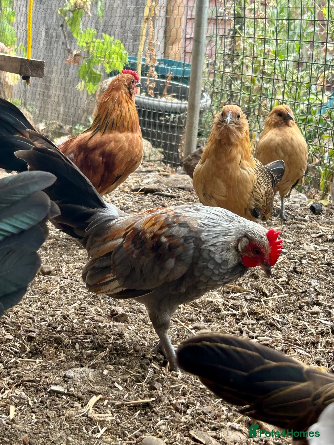 Chickens poultry for sale: Barbu d’Anver and Dutch bantam in Banbury - Advert 9