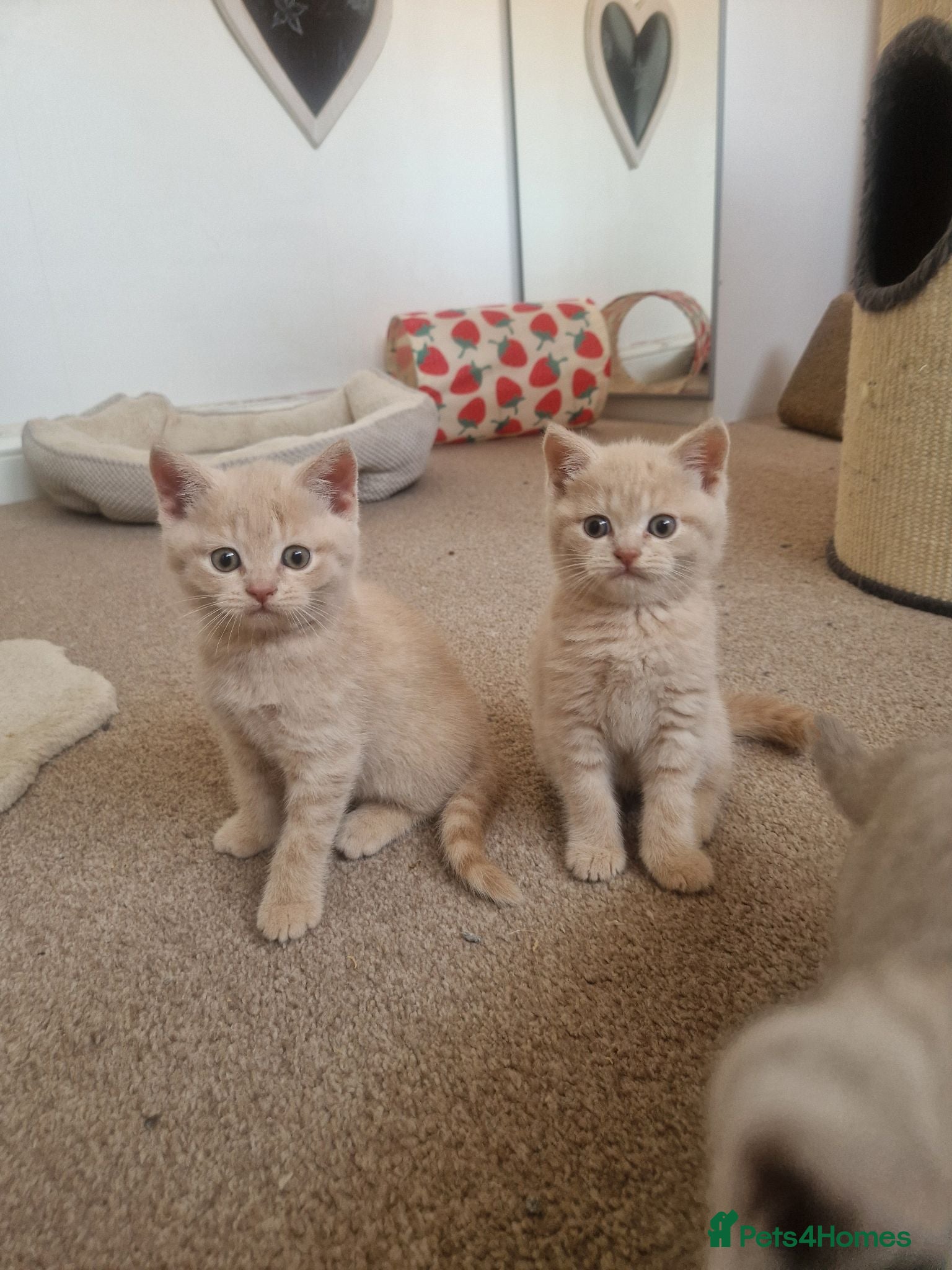 British Shorthair cats ✨ British Shorthair Kittens - Ready Now✨ - Advert 1