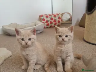 British Shorthair cats ✨ British Shorthair Kittens - Ready Now✨ - Advert 1