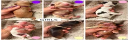 Cocker Spaniel dogs for sale: LICENSED BREEDER KC HEALTH TESTED SHOW COCKERS - Advert 2