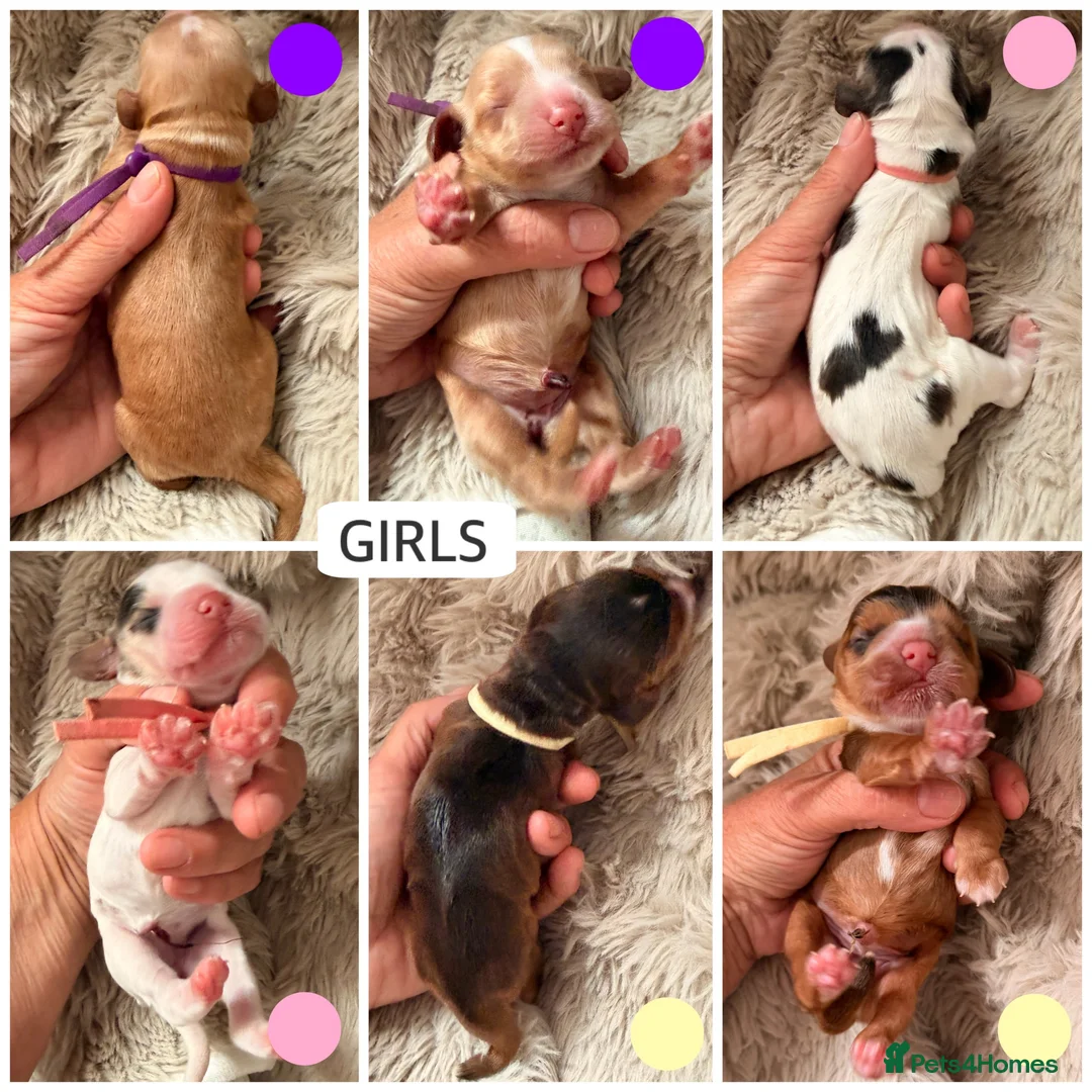 Cocker Spaniel dogs for sale: LICENSED BREEDER KC HEALTH TESTED SHOW COCKERS - Advert 2