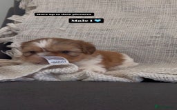 Shih Tzu dogs for sale: Shihtzu imperial - Advert 10