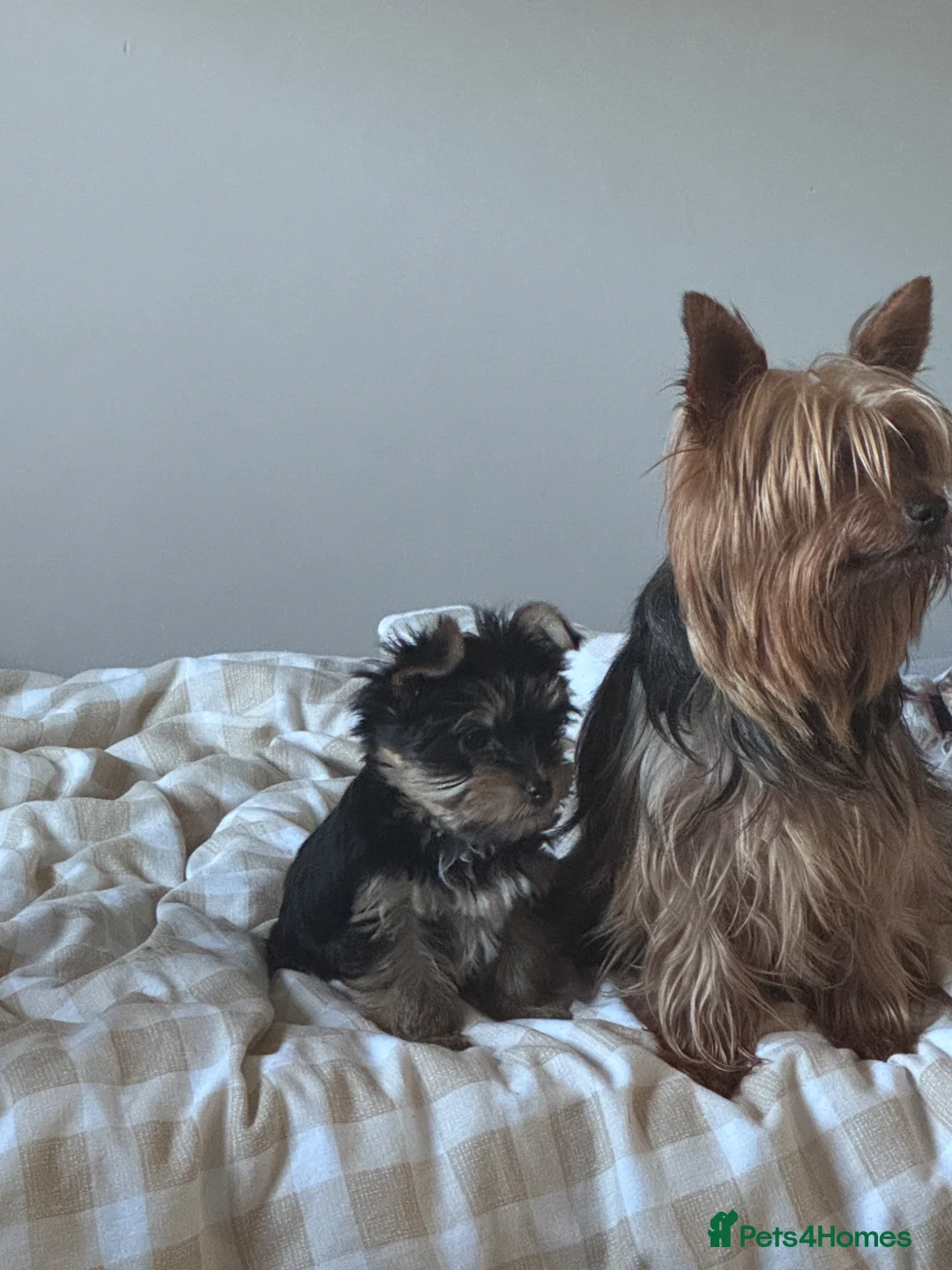 Yorkshire Terrier dogs for sale: Yorkshire terrier boy - Advert 4