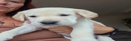 Goldador dogs for sale: 2 stunning Goldador male pups in Wigan - Advert 2