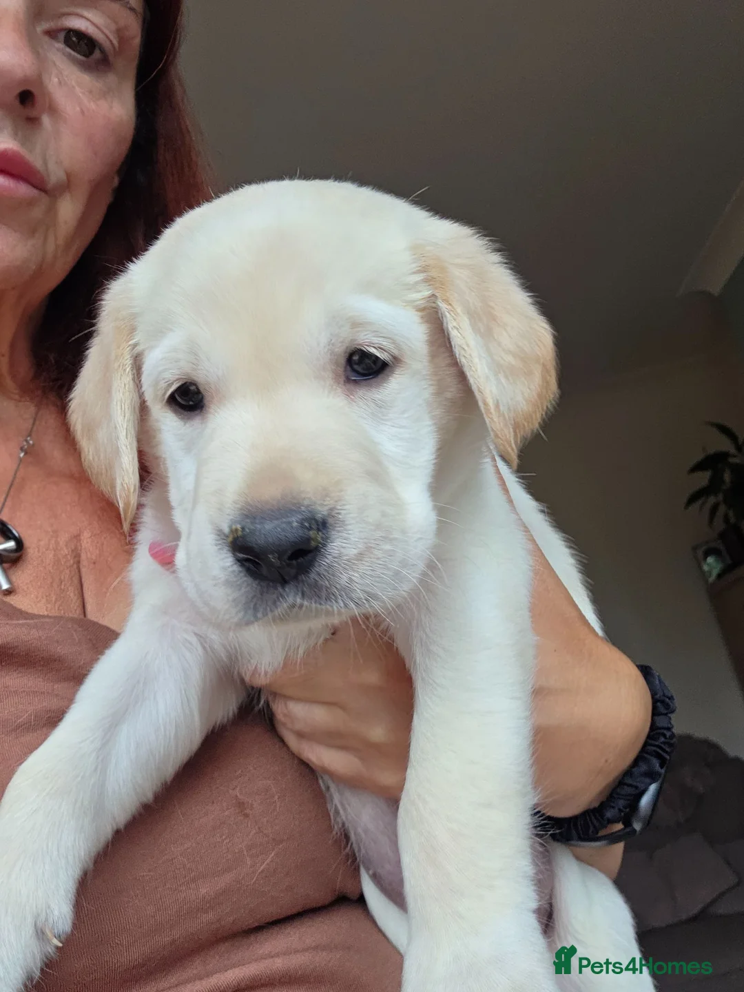 Goldador dogs for sale: 2 stunning Goldador male pups in Wigan - Advert 2