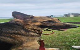 German Shepherd dogs for stud: Kaizer available for Stud - Image 2