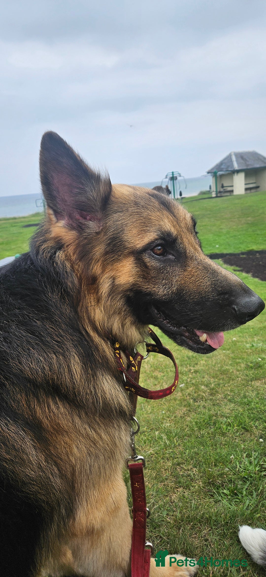 German Shepherd dogs for stud: Kaizer available for Stud - Image 2