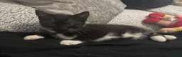 Domestic Shorthair cats for sale: Domestic short hair x Russian blue  - Advert 2
