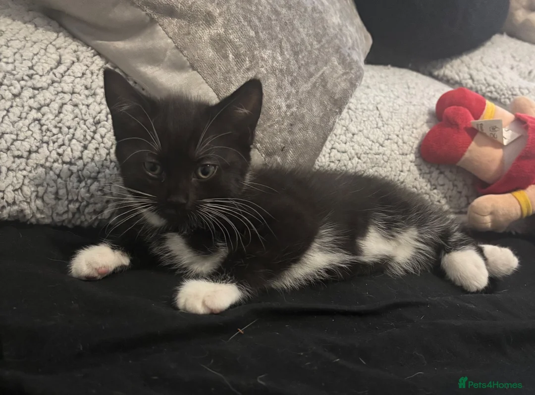 Domestic Shorthair cats for sale: Domestic short hair x Russian blue  - Advert 2