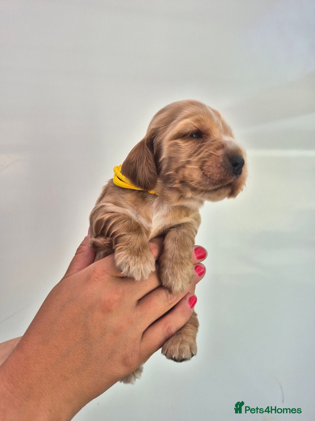 Cocker Spaniel dogs for sale: Kc reg Cocker Spaniels  - Image 3