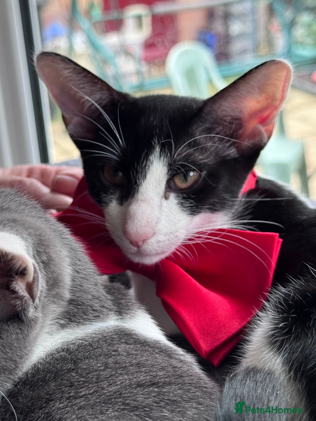 Oriental cats for sale: Ready now! Oriental shorthair kittens mix - Image 15