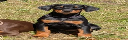 Dobermann dogs for sale: KC REGISTERED DOBERMANN PUPS – EXCEPTIONAL LITTER - Advert 9