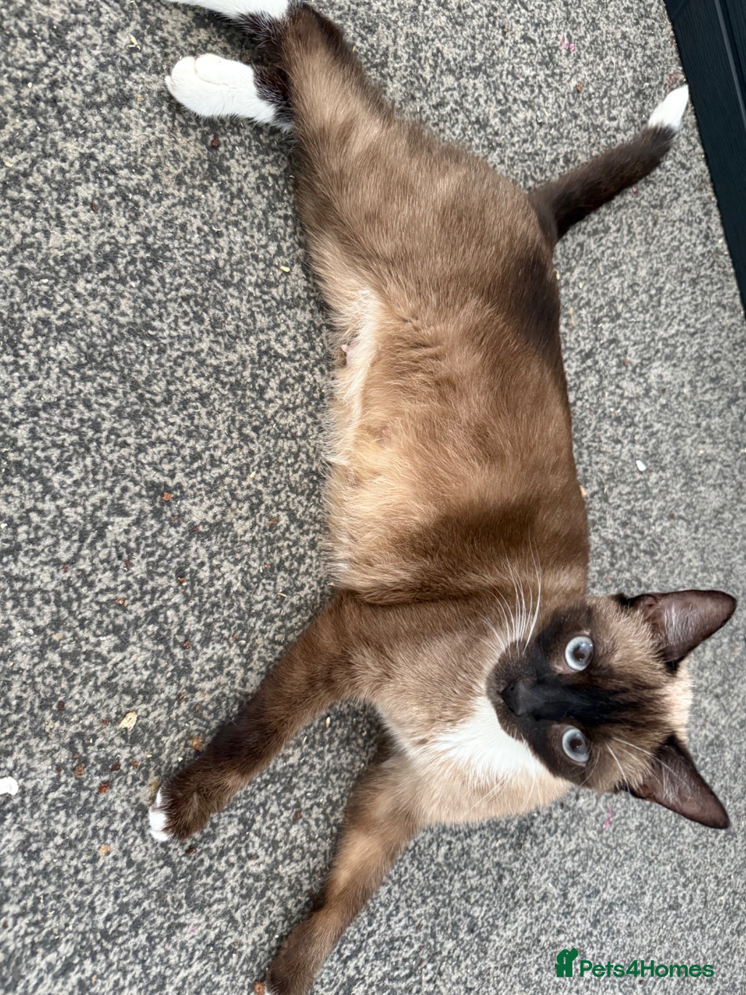 Siamese cats 2 girls 🩷 and 2 boys 🩵 looking for home.  - Advert 2
