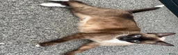 Siamese cats for sale: 2 girls 🩷 and 2 boys 🩵 looking for home.  - Advert 3