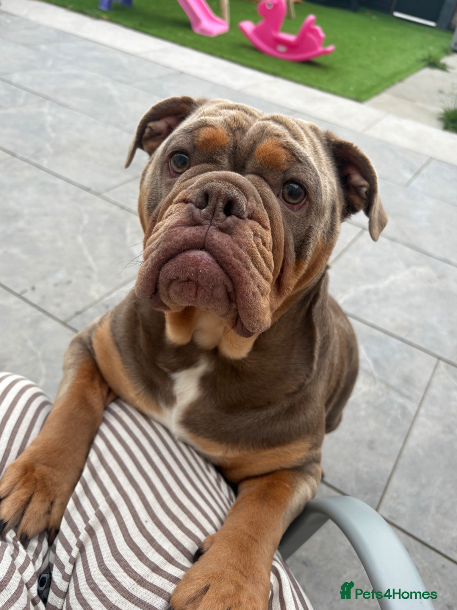 English Bulldog dogs Last of the litter 🥹 - Advert 1