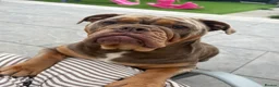 English Bulldog dogs for sale: Last of the litter 🥹 - Advert 1