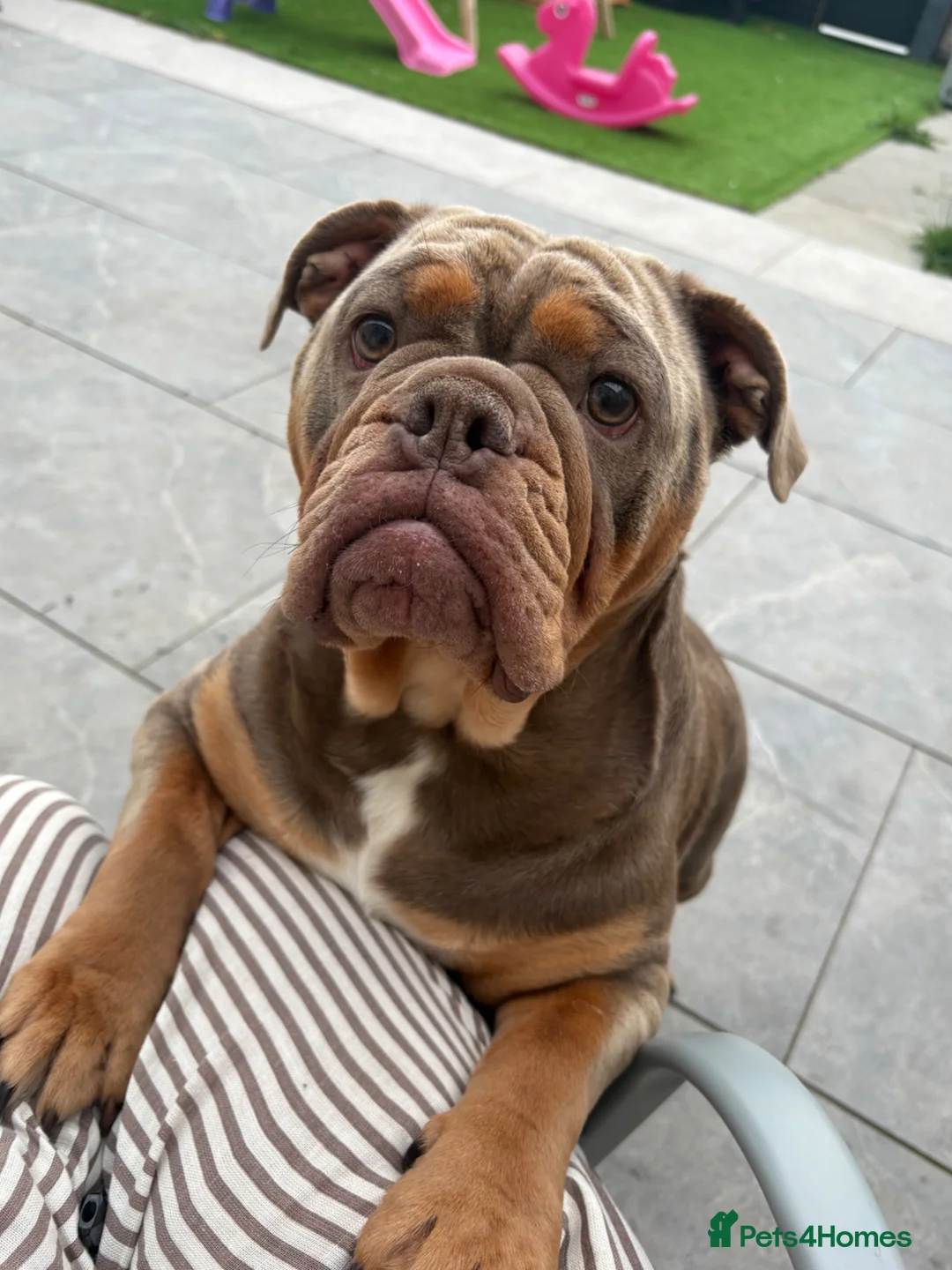 English Bulldog dogs for sale: Last of the litter 🥹 - Advert 1