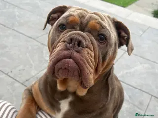 English Bulldog dogs Last of the litter 🥹 - Advert 1