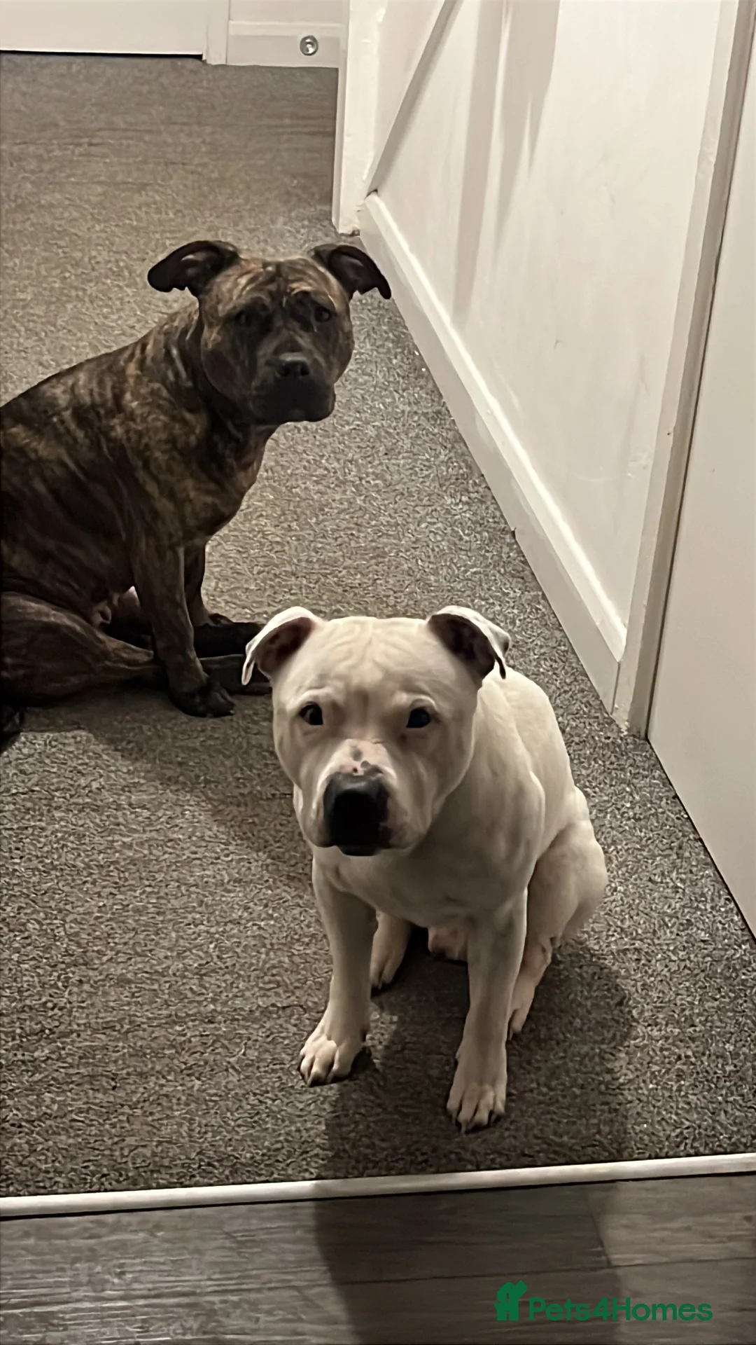 Staffordshire Bull Terrier dogs for sale: Male and female staff desperately need loving home - Advert 9