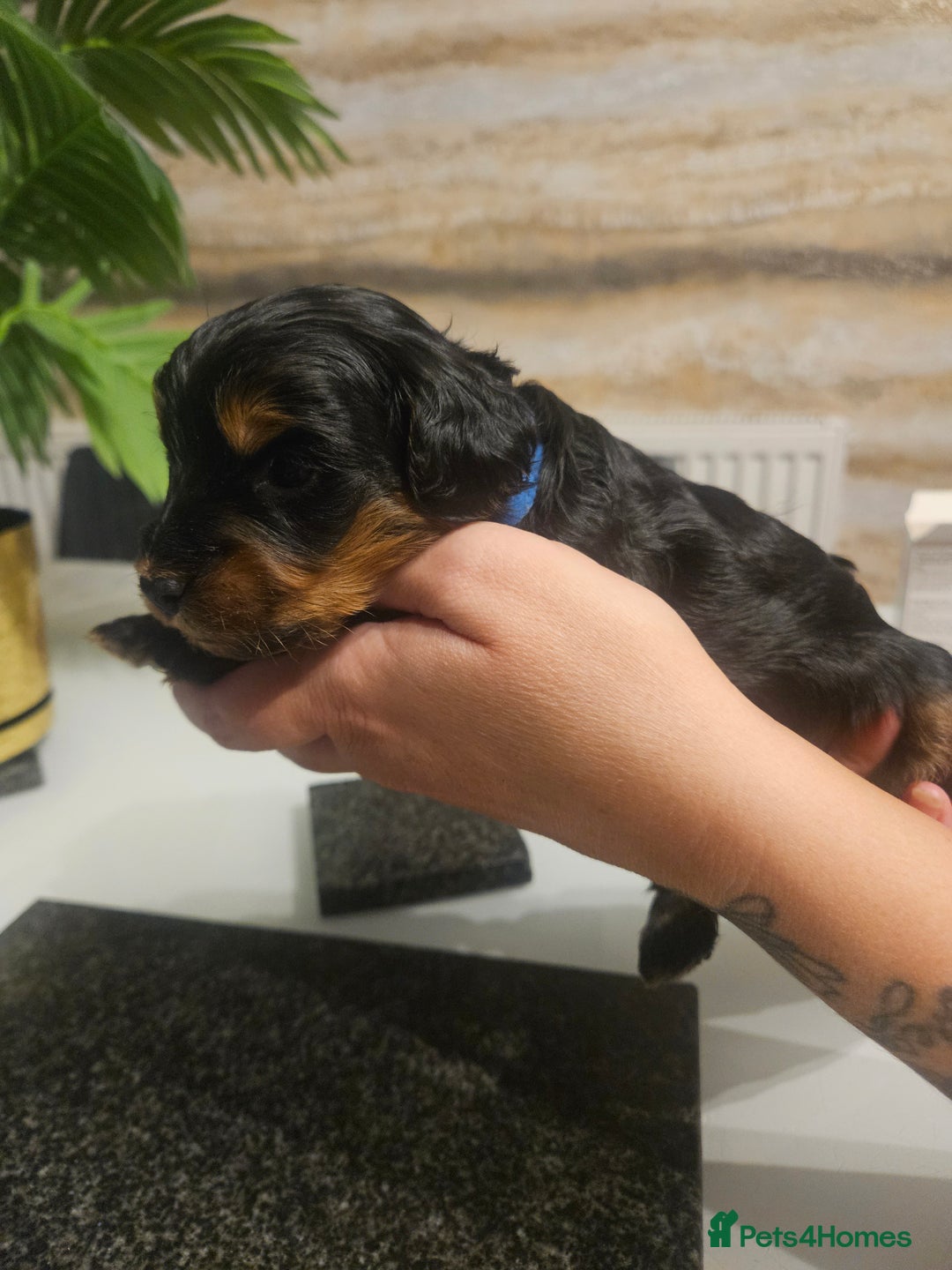 Cockapoo dogs for sale: F2 cockapoo boys 1 left available  - Advert 21