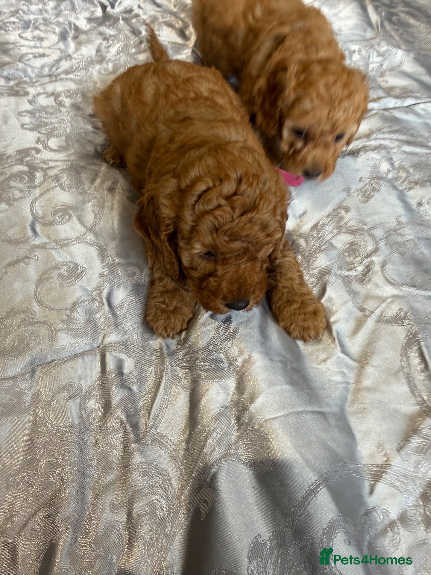 Maltipoo dogs Gorgeous litter of Maltipoo puppies 2 females left - Advert 6