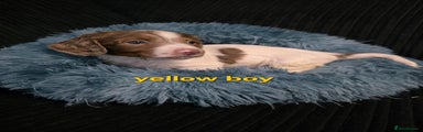 Yellow boy
