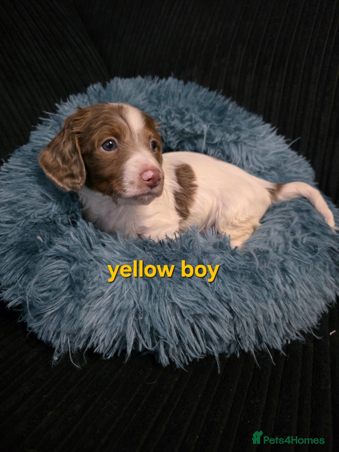 Miniature Dachshund dogs for sale: Isabella tan piebald long hair miniature dachshund - Advert 2