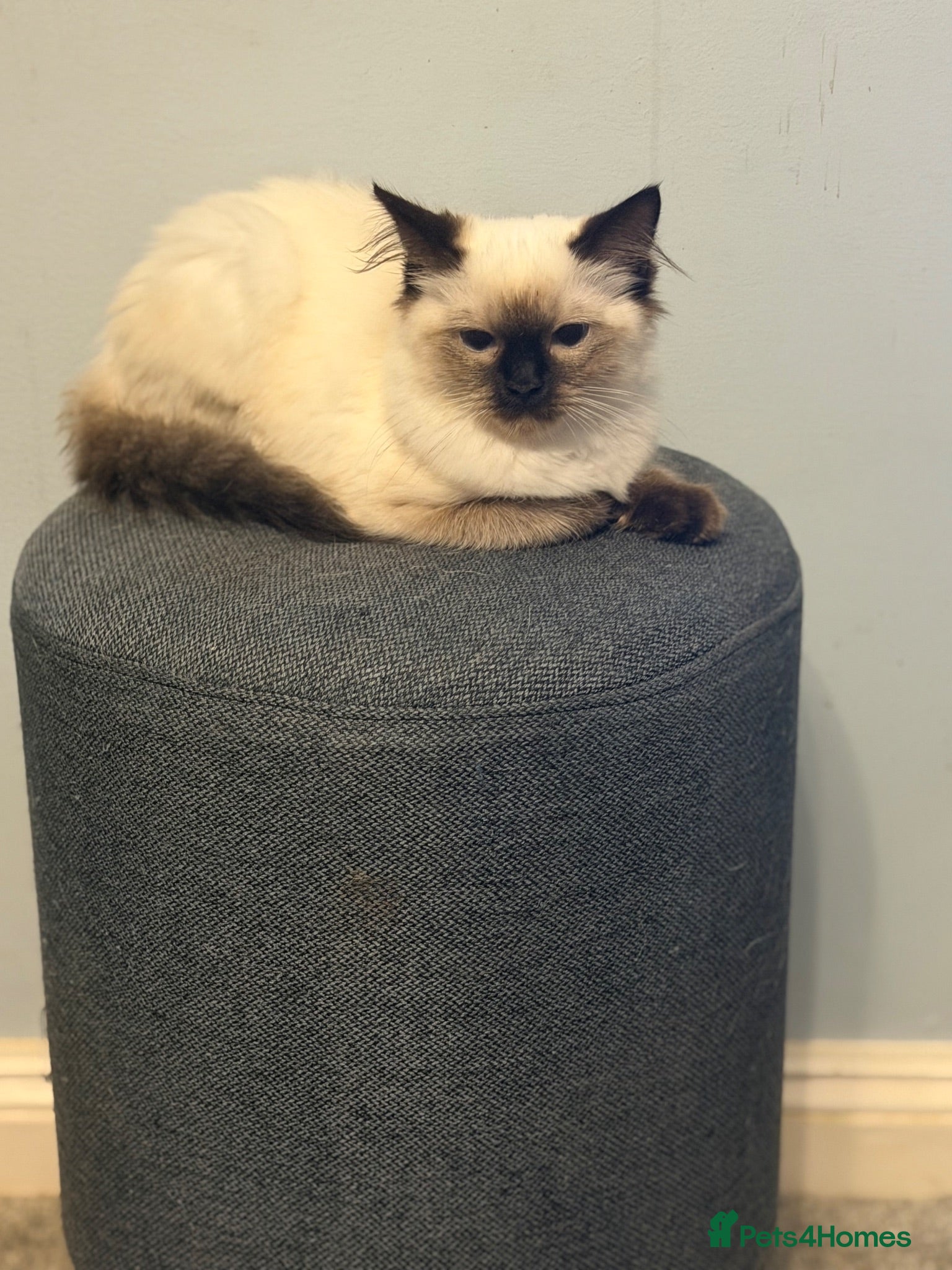 Ragdoll cats Last male Purebred ragdolls seal point - Advert 8