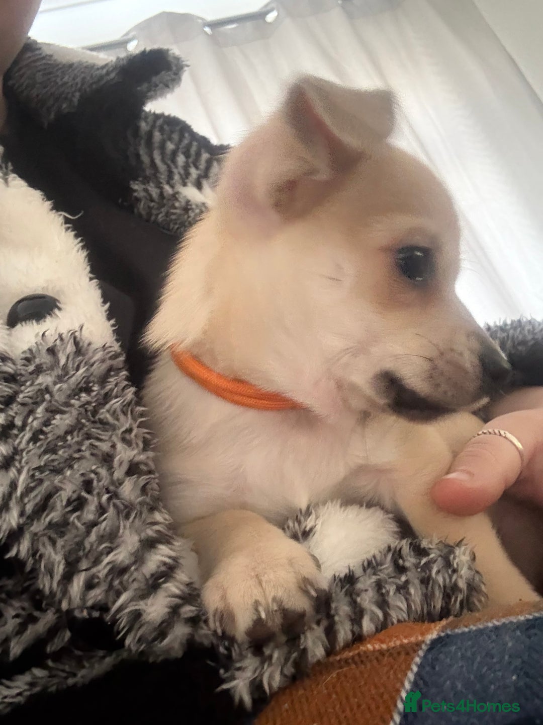 Chihuahua dogs for sale: Only 2 left! Chihuahua x Dachshund Puppies - Advert 17