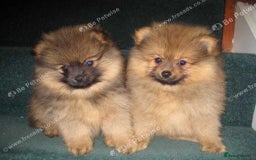 Pomeranian dogs for sale: XS Kc reg quality Pomeranian puppies  - Image 1