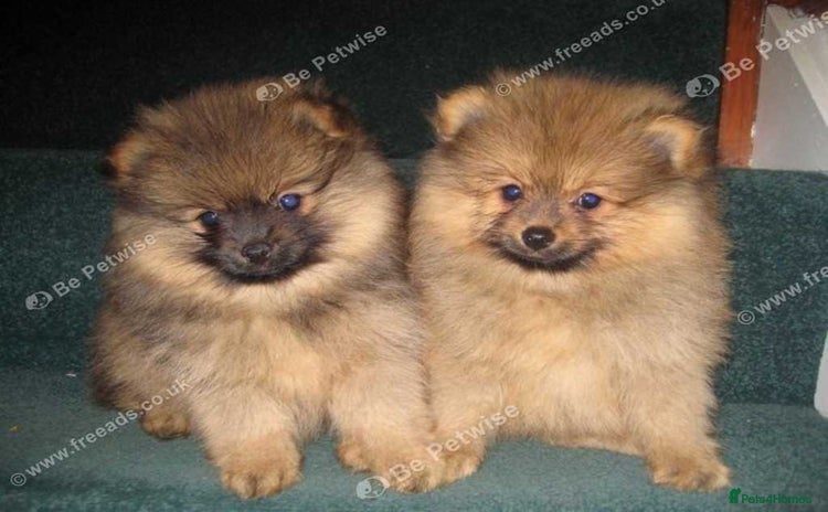 Pomeranian dogs - Advert 4