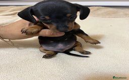 Miniature Dachshund dogs for sale: Miniature Dachshund KC ready now  - Image 19
