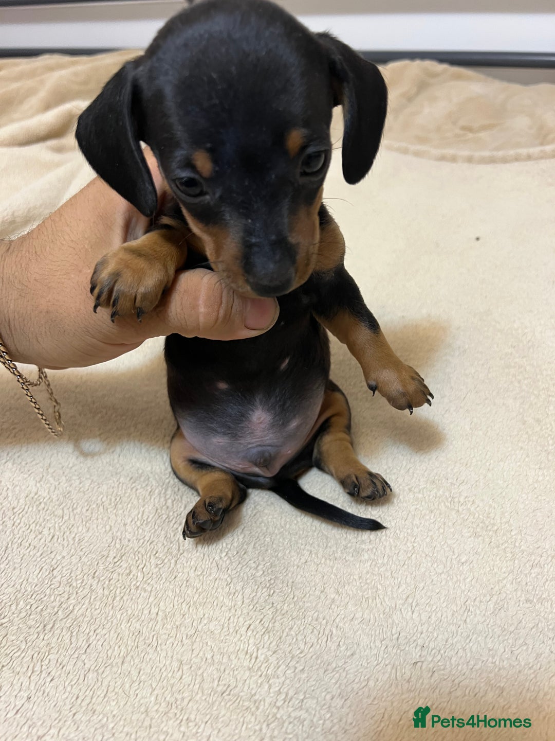 Miniature Dachshund dogs for sale: Miniature Dachshund KC ready now  - Image 19