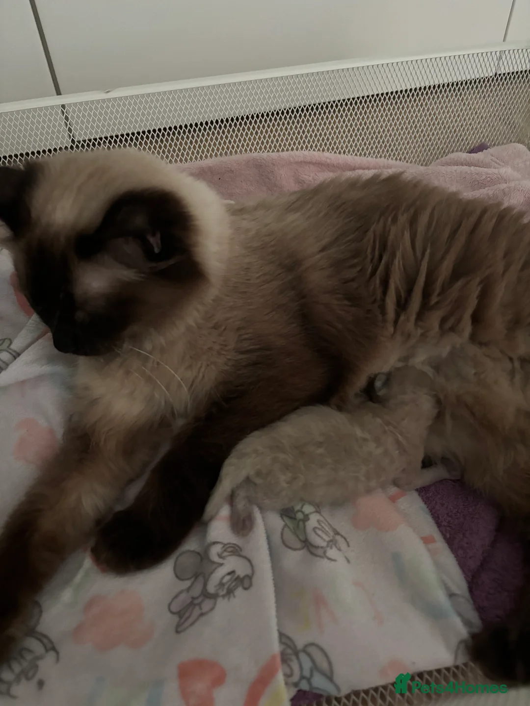 Ragdoll cats for sale: Blue point Ragdoll kitten🐱🌸🩷 - Advert 1