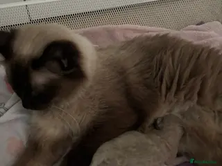 Ragdoll cats Blue point Ragdoll kitten🐱🌸🩷 - Advert 1