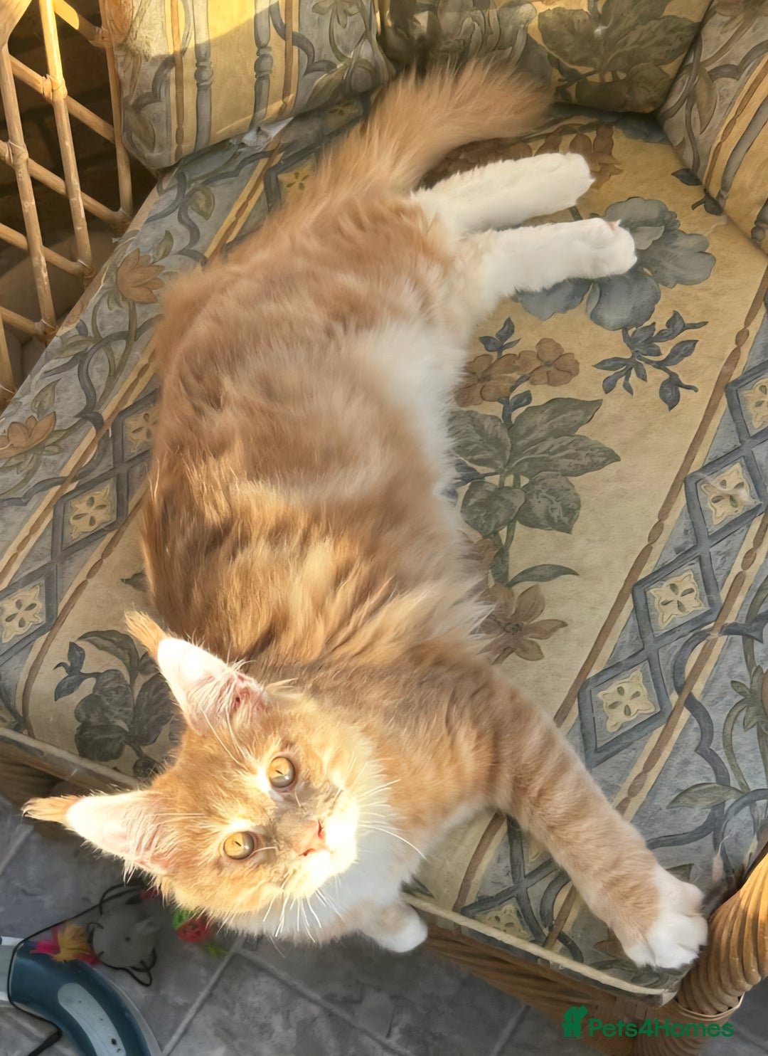 Maine Coon cats for sale: Male TICA Pedigree Maine Coon Kitten - Advert 2