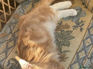 Maine Coon cats LAST REMAINING TICA Pedigree Maine Coon Kittens - Advert 2