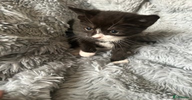 Mixed Breed cats - Advert 6