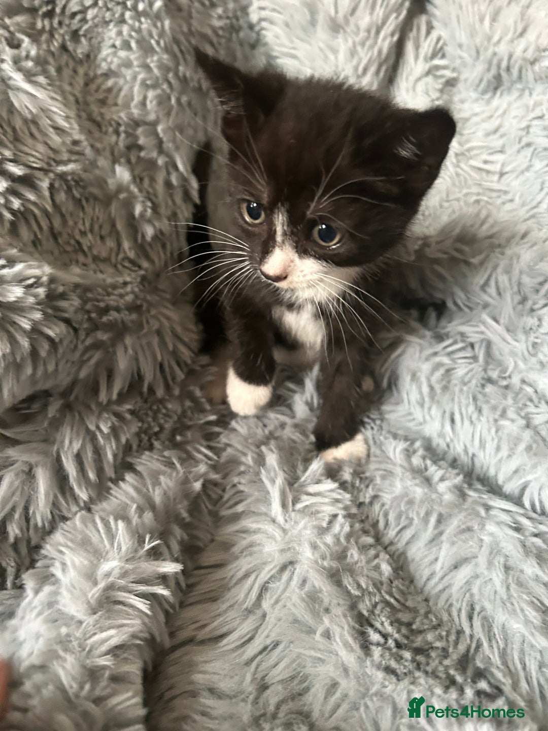 Mixed Breed cats for sale: 4 beautiful kittens for sale.  - Image 3