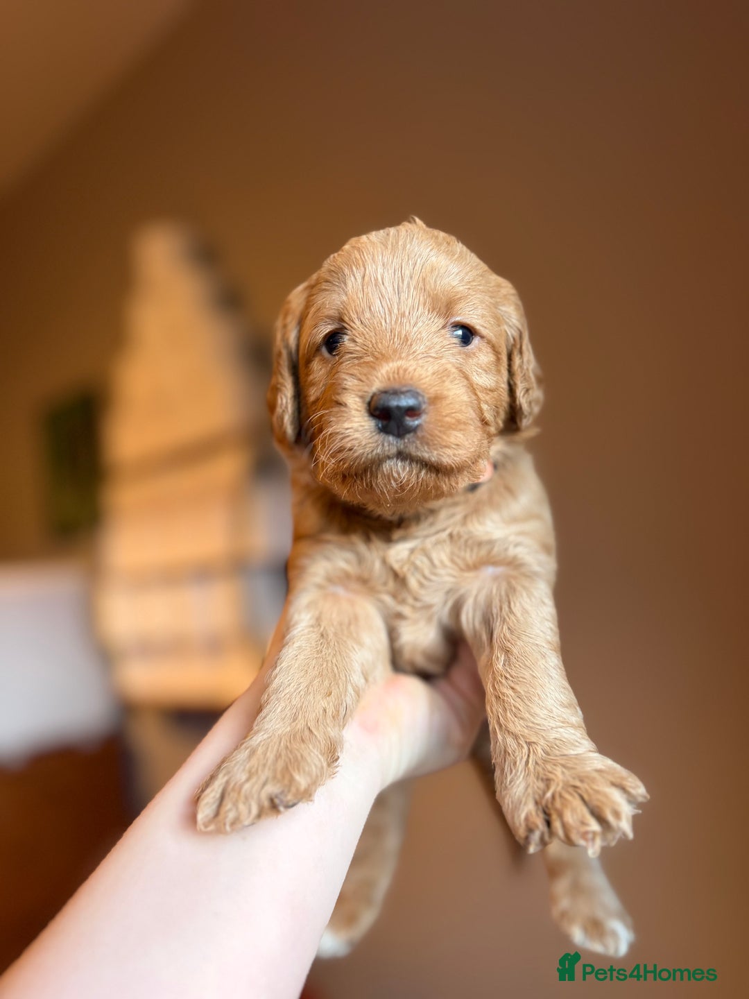 Labradoodle dogs for sale: Fox Red F1 Miniature Labradoodles  - Advert 16