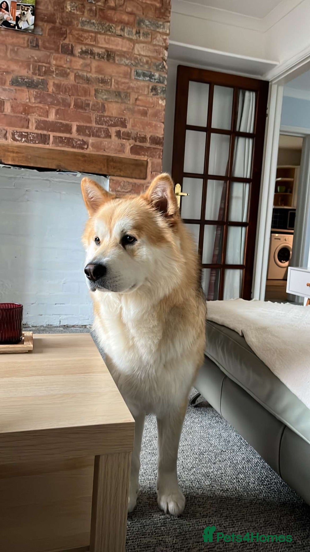 Mixed Breed dogs for stud: Loki -stud only  - Advert 3