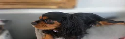Cavalier King Charles Spaniel dogs for sale: 2 Beautiful health tested CKC Spaniels available - Advert 2