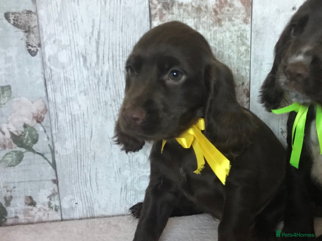 Cocker Spaniel dogs for sale: Well socialised Pedigree Cocker pups - Image 8