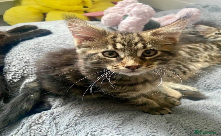 Maine Coon cats - Advert 3