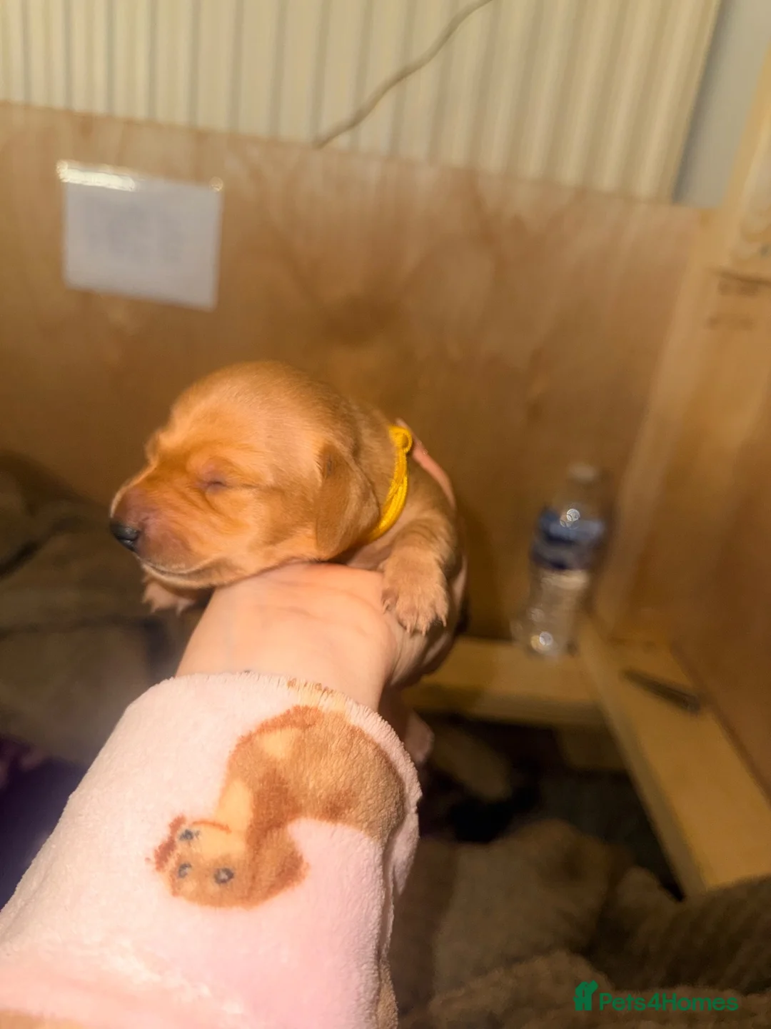 Miniature Dachshund dogs for sale: Miniature Daschund Puppies in Carlisle - Advert 2