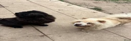 Chow Chow dogs for sale: Adult female chow chow  in Stevenston - Advert 3