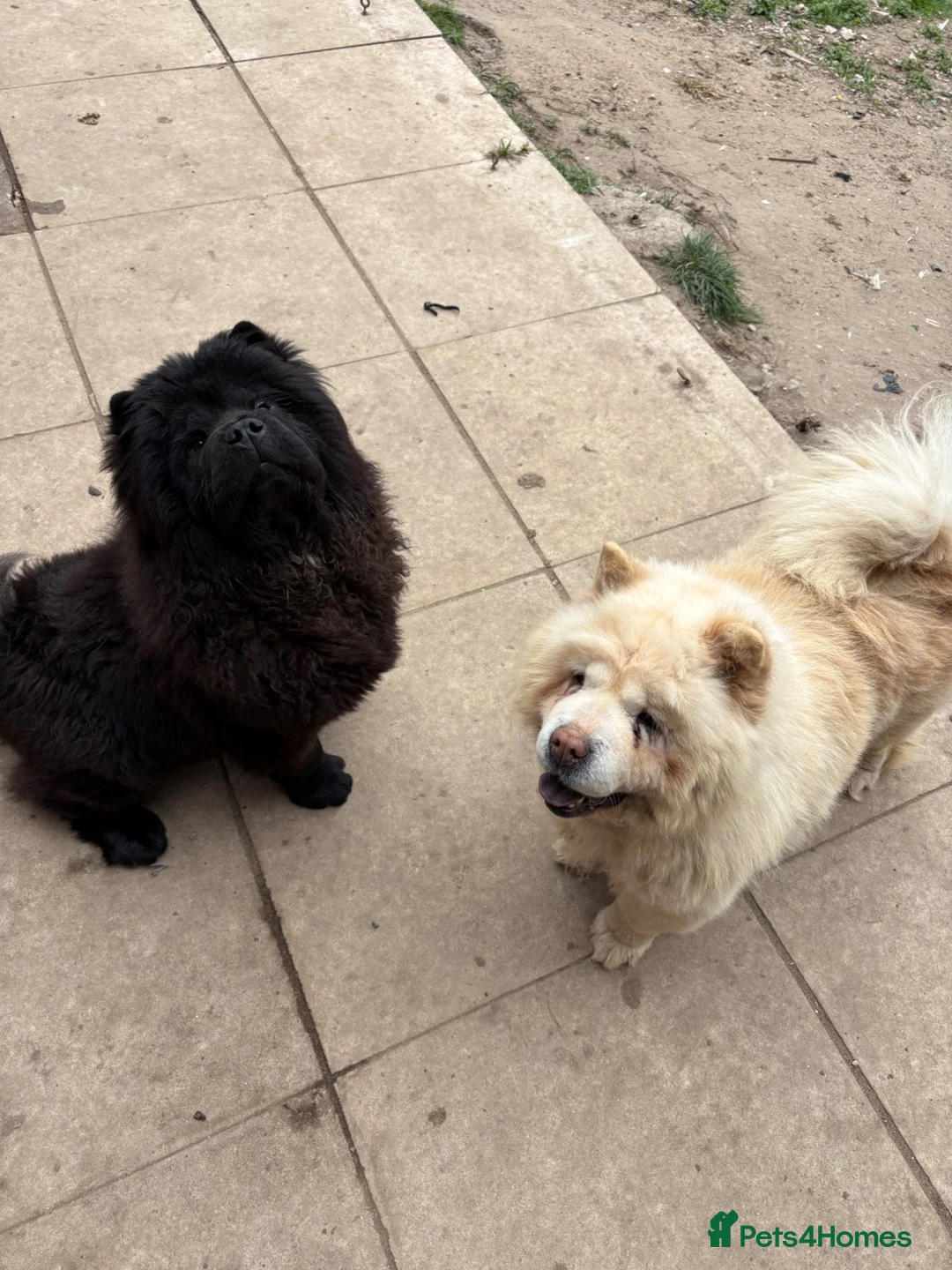 Chow Chow dogs for sale: Adult female chow chow  in Stevenston - Advert 3