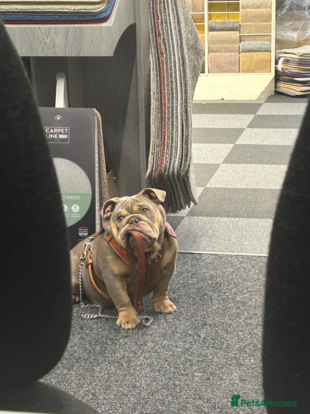 Mixed Breed dogs for sale: English bulldog  - Image 2
