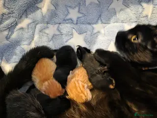 Mixed Breed cats 4 cute kittens - Advert 12