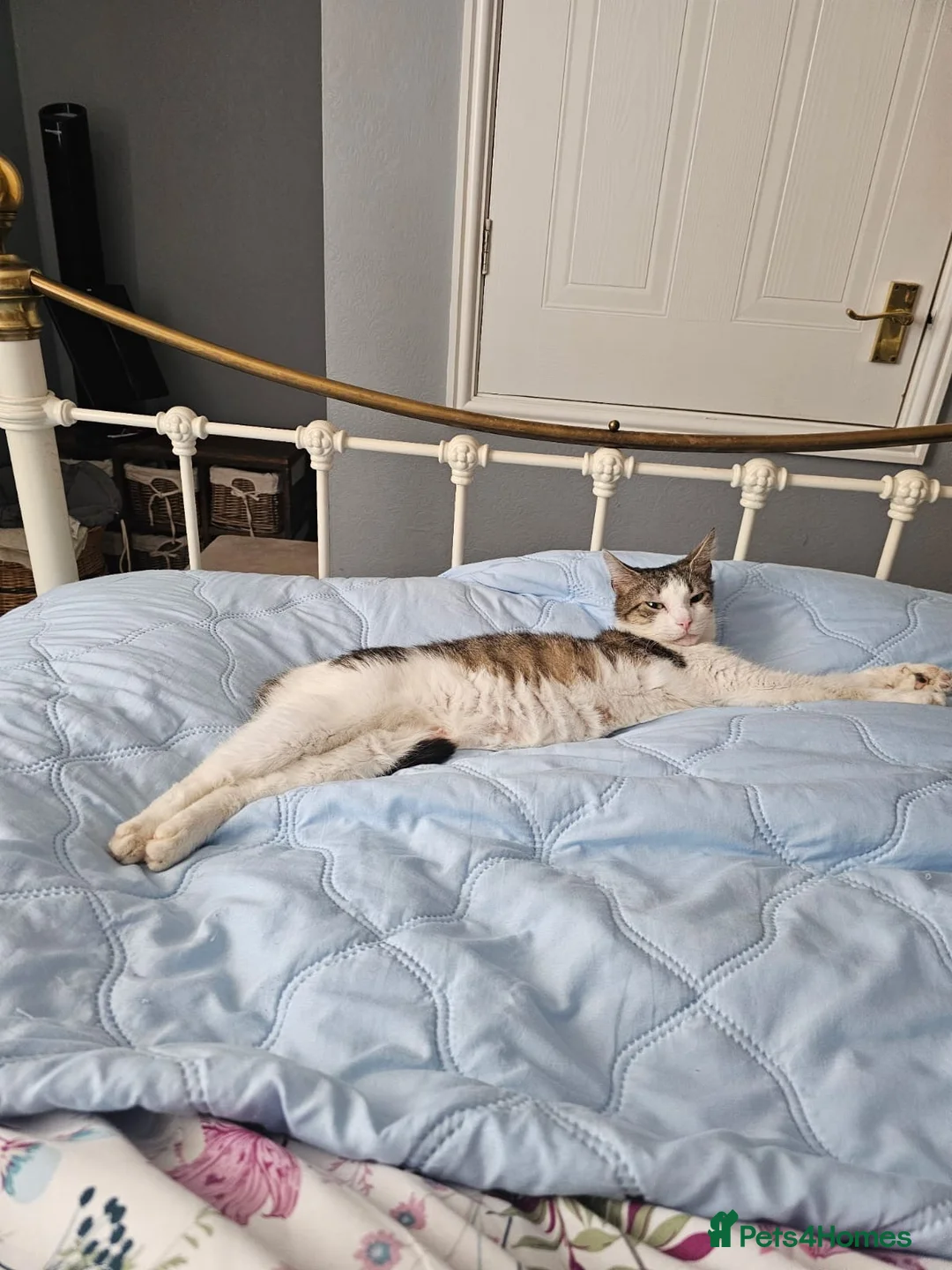 Domestic Shorthair cats for adoption: Beautiful Female Cat Looking for a Loving Home - Advert 1